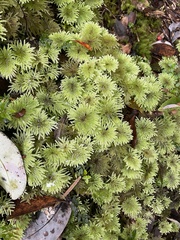 Hypnodendron