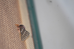 Hemileuca rubridorsa