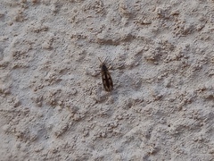 Sciaroidea