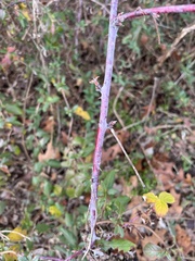 Rubus occidentalis