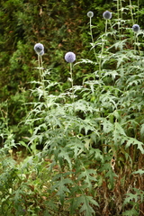 Echinops bannaticus
