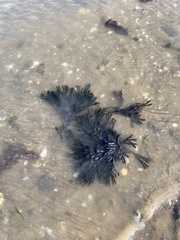 Fucus vesiculosus