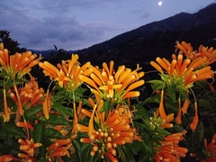 Pyrostegia