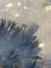 Fucus vesiculosus