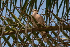Streptopelia vinacea