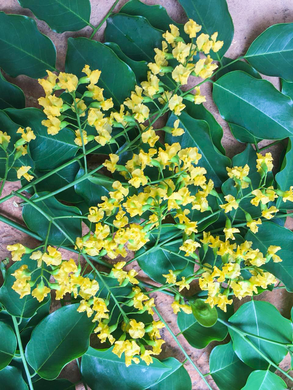Pterocarpus macrocarpus