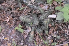 Echinocereus berlandieri
