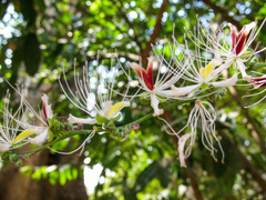 Capparis micracantha