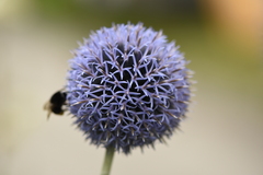 Echinops bannaticus