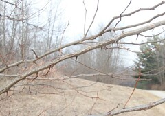 Zanthoxylum americanum