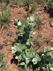 Brachylaena rotundata