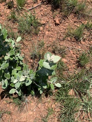 Brachylaena rotundata