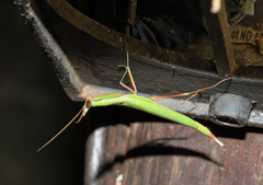 Episcopomantis chalybea