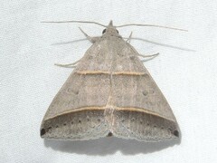 Ptichodis vinculum