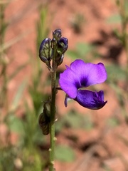 Polygala uncinata