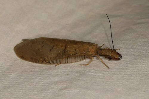 Corydalus affinis photo 4