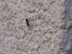 Sciaroidea