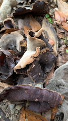 Auricularia cornea