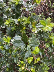 Berberis ilicifolia