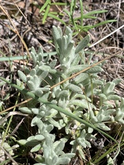 Helichrysum cerastioides