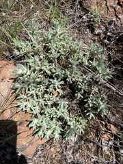 Helichrysum cerastioides