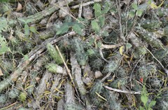 Echinocereus berlandieri