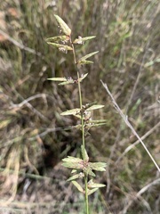 Eragrostis nindensis
