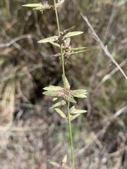 Eragrostis nindensis