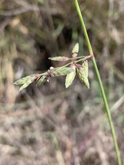 Eragrostis nindensis