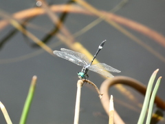 Micrathyria ocellata