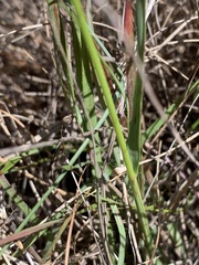 Eragrostis nindensis