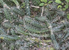 Echinocereus berlandieri