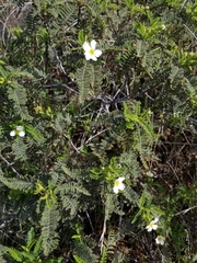 Chamaebatia australis