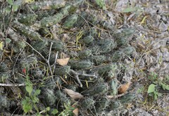 Echinocereus berlandieri