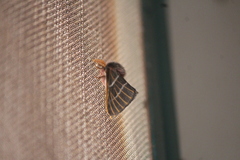 Hemileuca rubridorsa