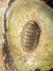 Lepidochitona cinerea