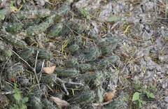 Echinocereus berlandieri