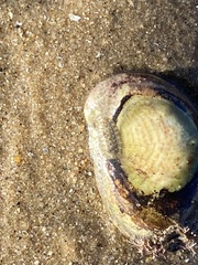 Lepidochitona cinerea