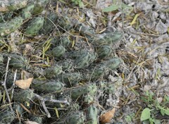 Echinocereus berlandieri