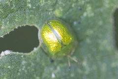 Plagiometriona herbea