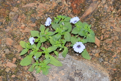 Nolana humifusa
