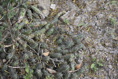 Echinocereus berlandieri