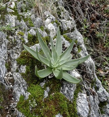 Dudleya saxosa