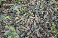 Echinocereus berlandieri