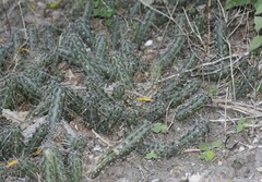 Echinocereus berlandieri