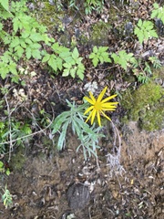 Ranunculus peduncularis