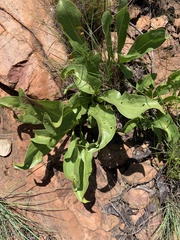 Pygmaeothamnus zeyheri