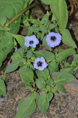 Nolana humifusa