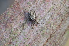 Cyclosa conica