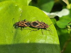 Graptostethus servus